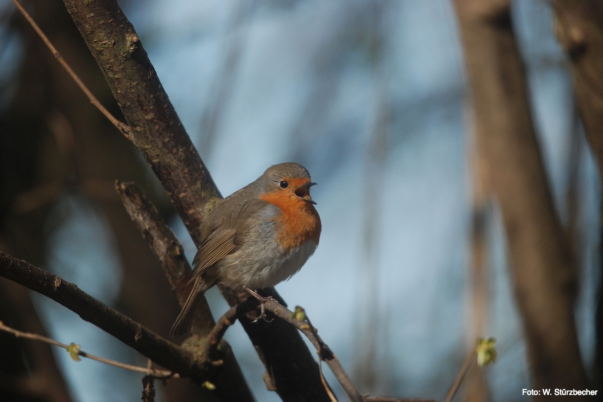 Robin (Erithacus rubecula), fot. W. Stürzbecher