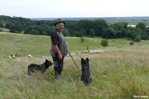 Pasterz Meinhard Möbius ze swoim stadem owiec na suchej trawie w pobliżu Mescherin