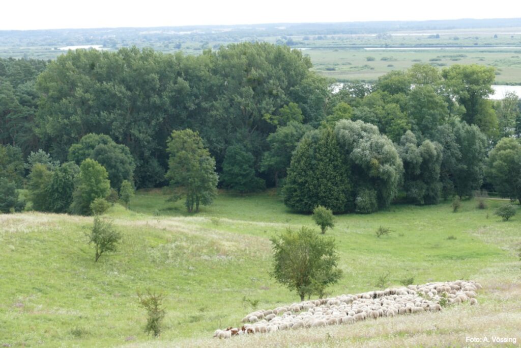 Sheep herd on the dry grass near Mescherin