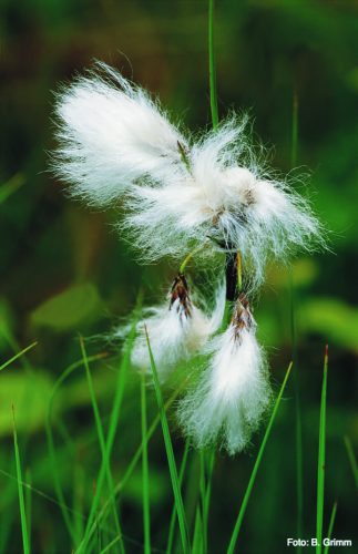 Narrow-leaved cotton grass