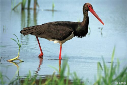 Black stork