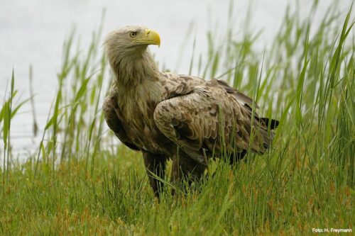 White-tailed eagle