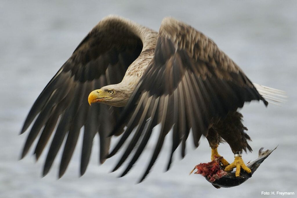 White-tailed eagle with prey