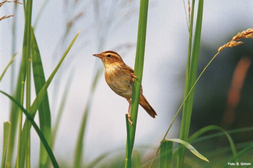 Sedge Warbler