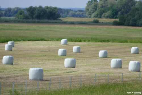 In Plastikfolie verpackte Silageballen bei Criewen