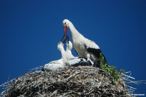 White stork with cubs