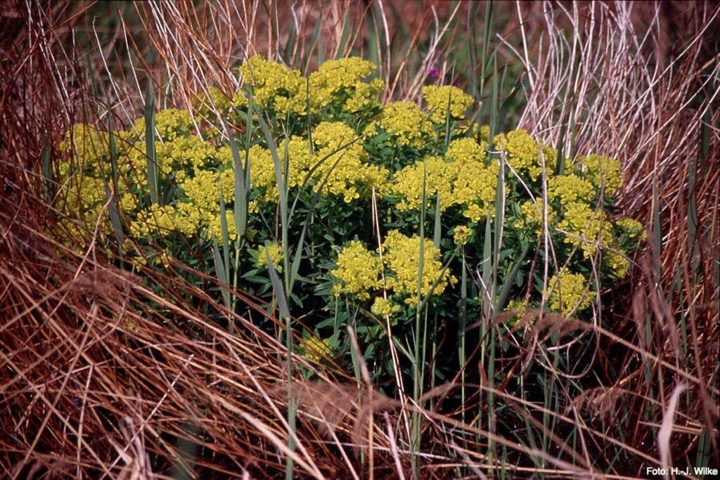 Marsh milkweed