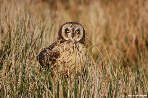 Short-eared Owl