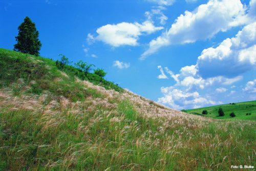 Xeric grasslands