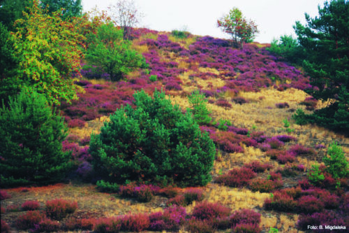 Xeric grasslands with heather