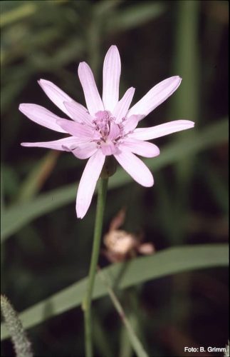 Violette Schwarzwurz