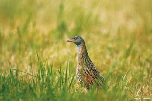 Corn Crake