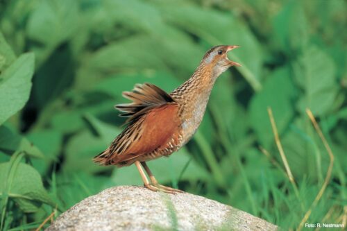 Corn Crake