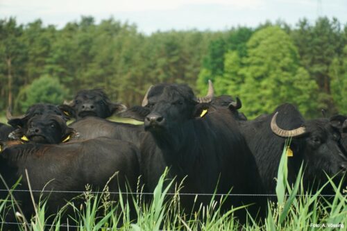 Water buffalo in the Lower Oder Valley National Park