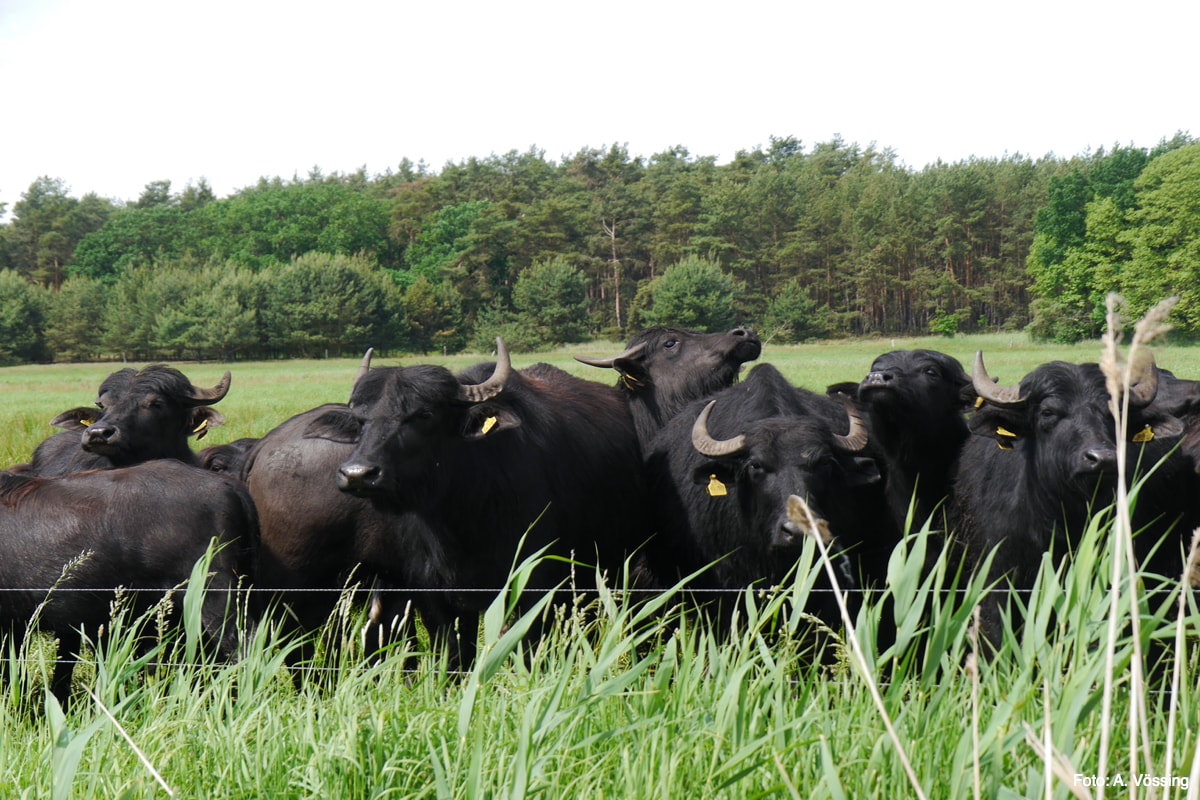 Water buffalo in the Lower Oder Valley National Park