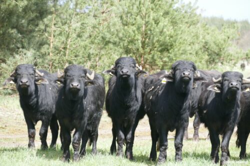 Herd of water buffalo