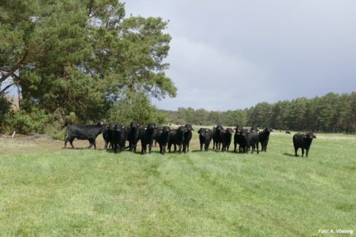 Water buffalo on the pasture