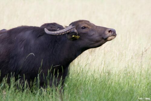 Water buffalo