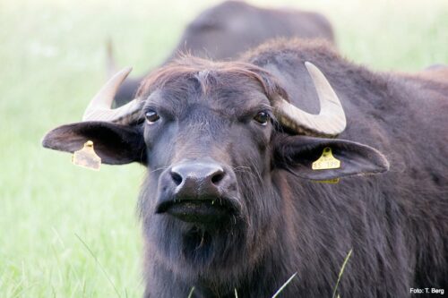 Water buffalo up close