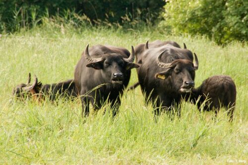 Water buffalo with young animal