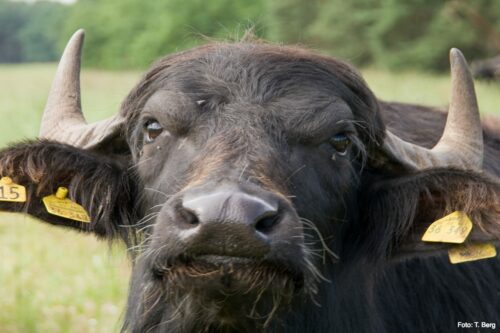 Water buffalo up close