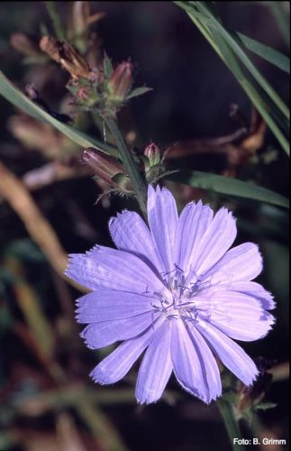 Chicory