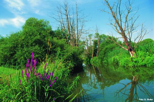 Softwood floodplain in the floodpold