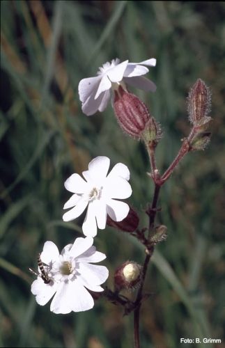 White catchfly