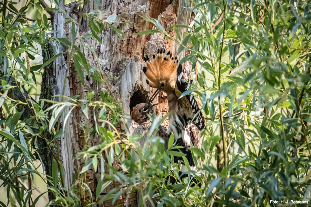 Wiedehopf im Nationalpark Unteres Odertal