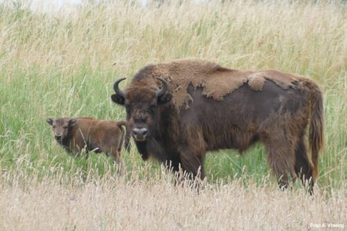 European bison cow with calf