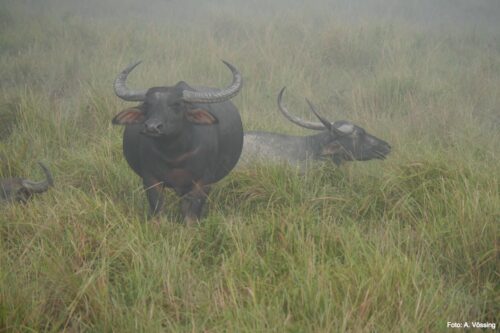 Wilder Wasserbüffel (Arni) in Assam, Indien
