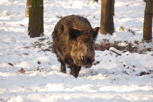 Wildschwein