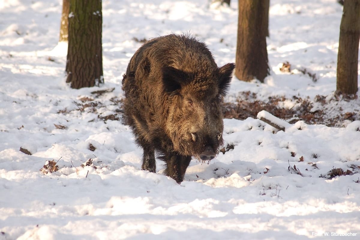 Wild boar