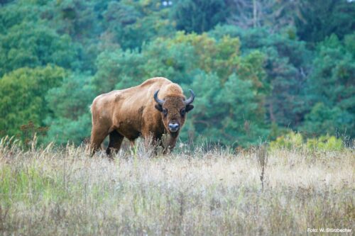 European bison bull