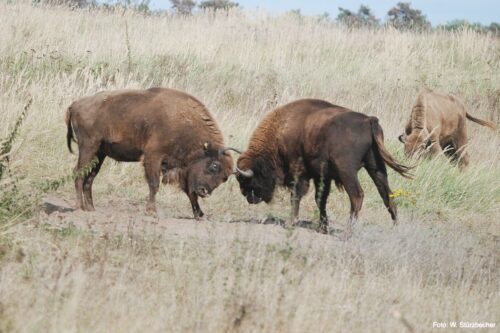 European bison measure their strength