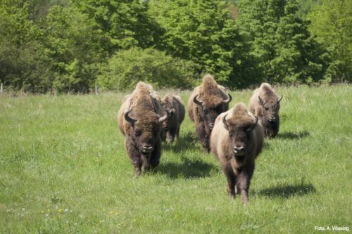 Bison herd on the pasture near Criewen
