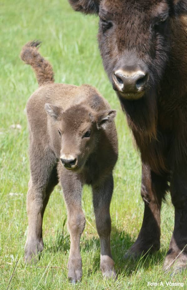 Wisent calf