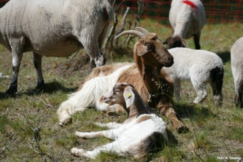 Goats on the "idiot hill" near Felchow